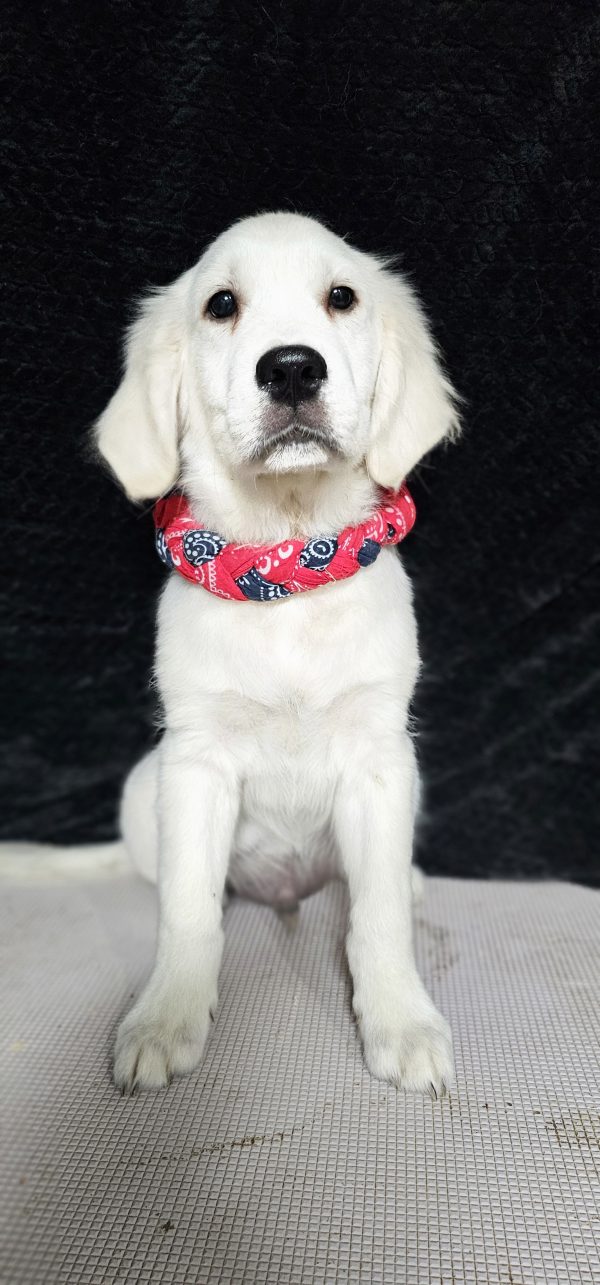 Cophen-male (Available) - Image 11