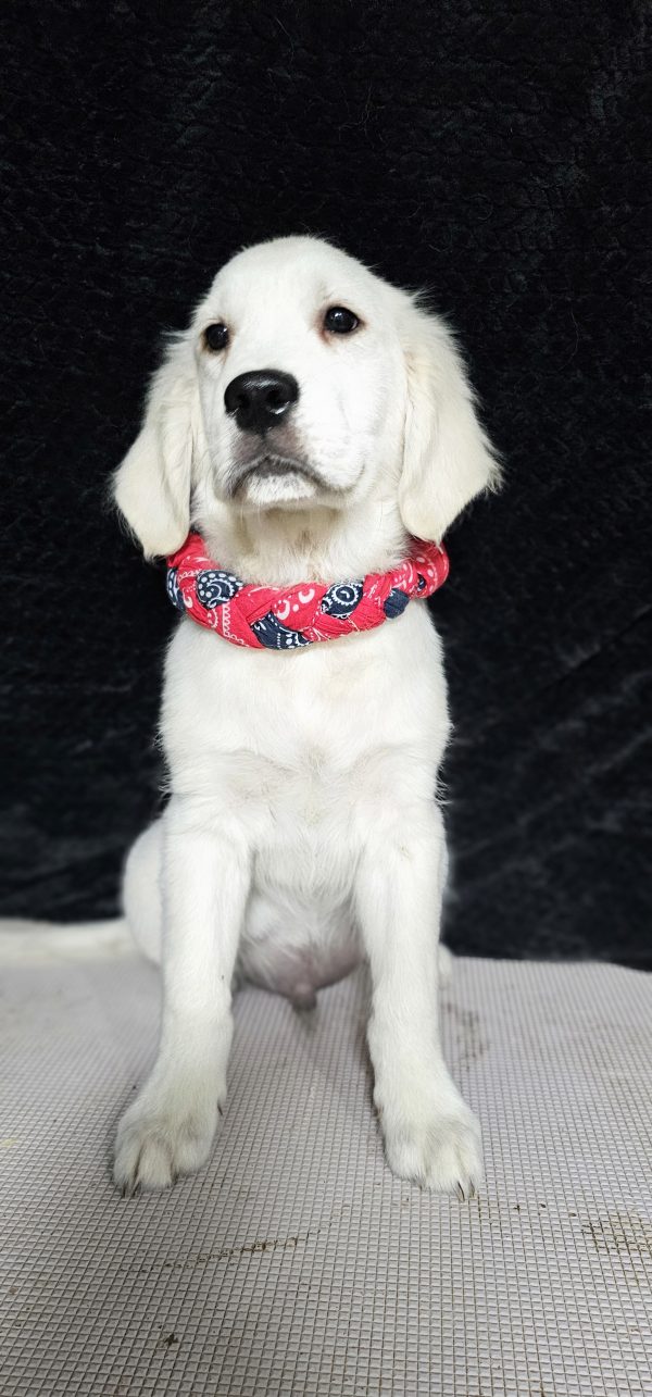 Cophen-male (Available) - Image 13
