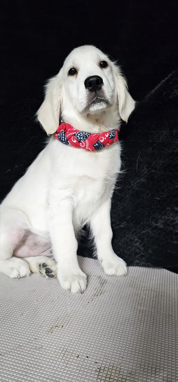 Cophen-male (Available) - Image 12