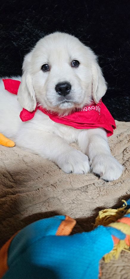 Gideon-male (Available)