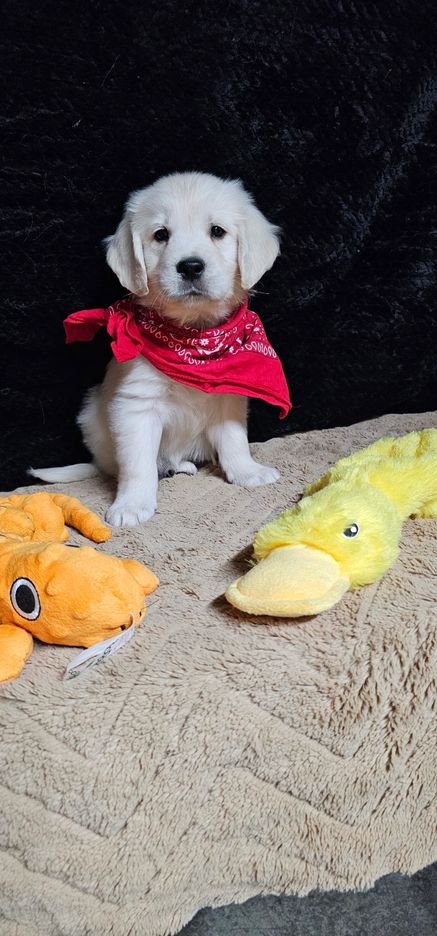 Cophen-male (Available)