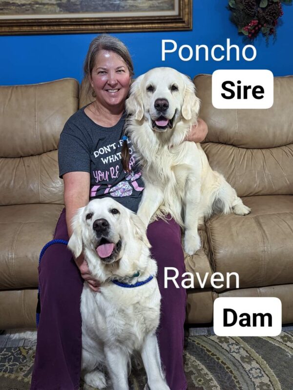 Snowy River's Poncho Villa Poncho (Sire) - Image 7