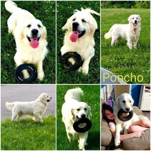 Snowy River's Poncho Villa Poncho (Sire) - Image 6