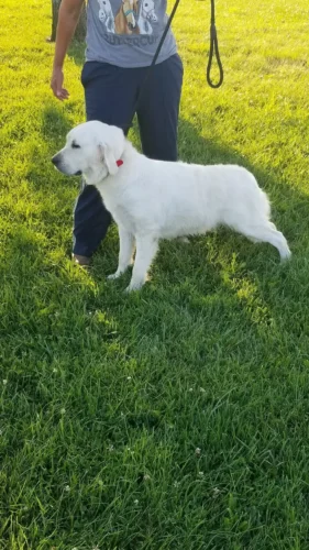 Golden Retriever Breeders (Dam) Snowy River's KiKi