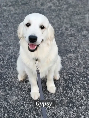 Golden Retriever Breeders (Dam) Snowy River's Raven's Gypsy Legacy Of Poncho