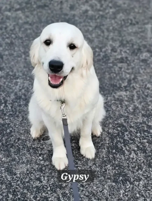 Golden Retriever Breeders (Dam) Snowy River's Raven's Gypsy Legacy Of Poncho