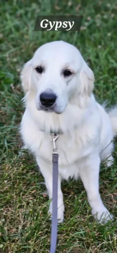 Golden Retriever Breeders (Dam) Snowy River's Raven's Gypsy Legacy Of Poncho