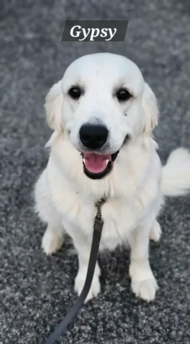 Golden Retriever Breeders (Dam) Snowy River's Raven's Gypsy Legacy Of Poncho