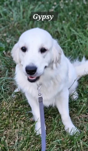 Golden Retriever Breeders (Dam) Snowy River's Raven's Gypsy Legacy Of Poncho