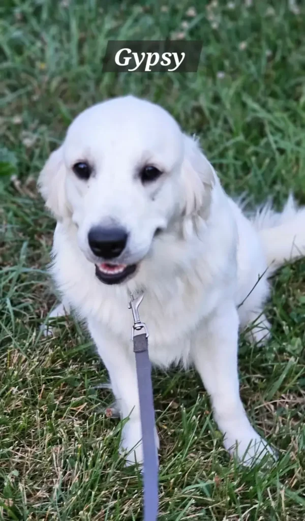 Golden Retriever Breeders (Dam) Snowy River's Raven's Gypsy Legacy Of Poncho - Image 9