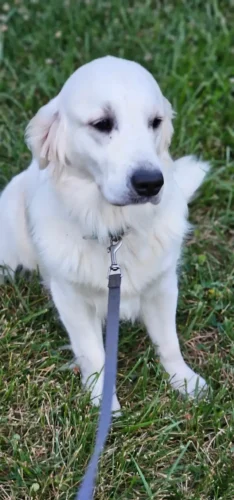 Golden Retriever Breeders (Dam) Snowy River's Raven's Gypsy Legacy Of Poncho