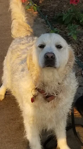 Golden Retriever Breeders (Dam) Zsa's Meaningful Beauty
