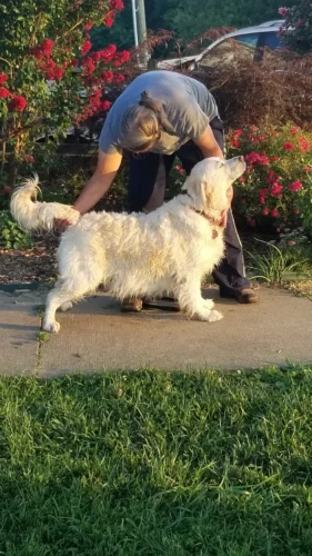 Golden Retriever Breeders (Dam) Zsa's Meaningful Beauty