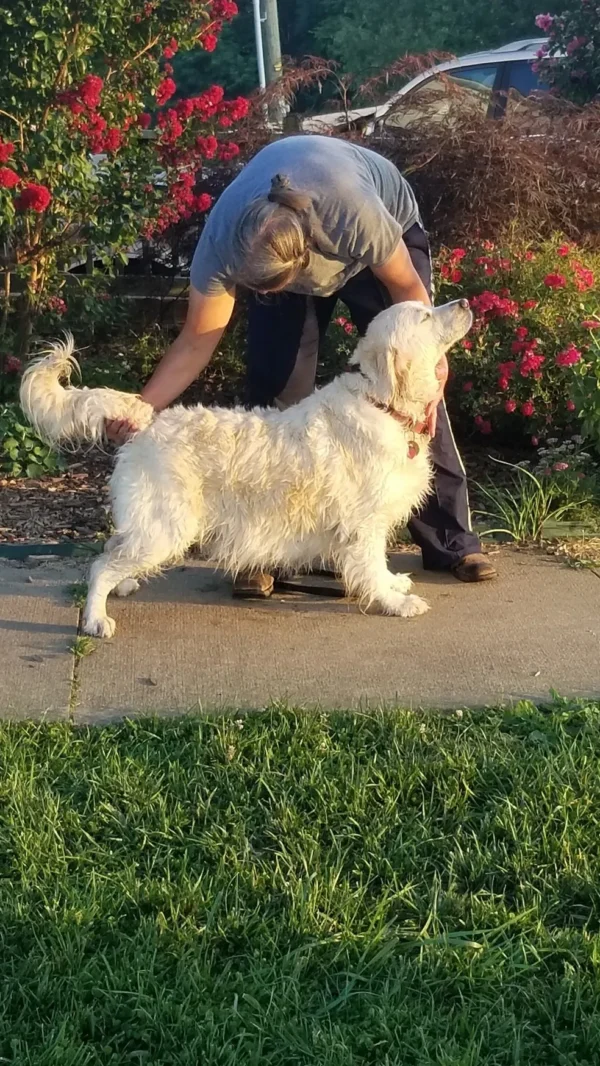 Golden Retriever Breeders (Dam) Zsa's Meaningful Beauty - Image 5