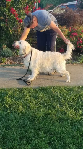 Golden Retriever Breeders (Dam) Zsa's Meaningful Beauty