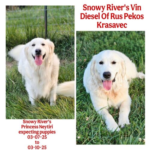 Snowy River's Princess Neytiri
