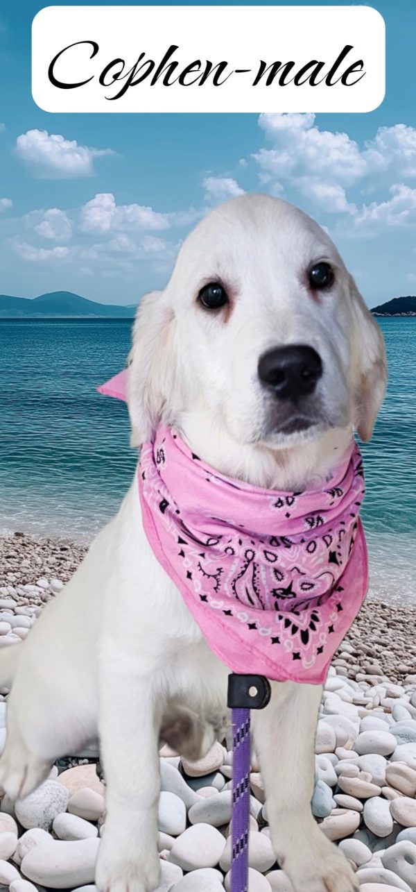 Cophen-male (Available) - Image 9