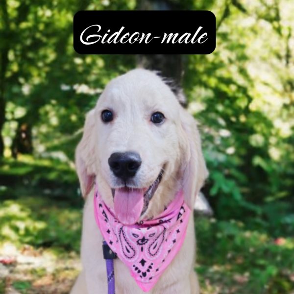 Gideon-male (Available) - Image 10