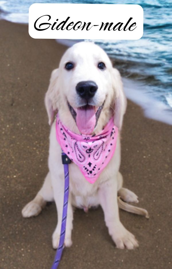 Gideon-male (Available) - Image 2
