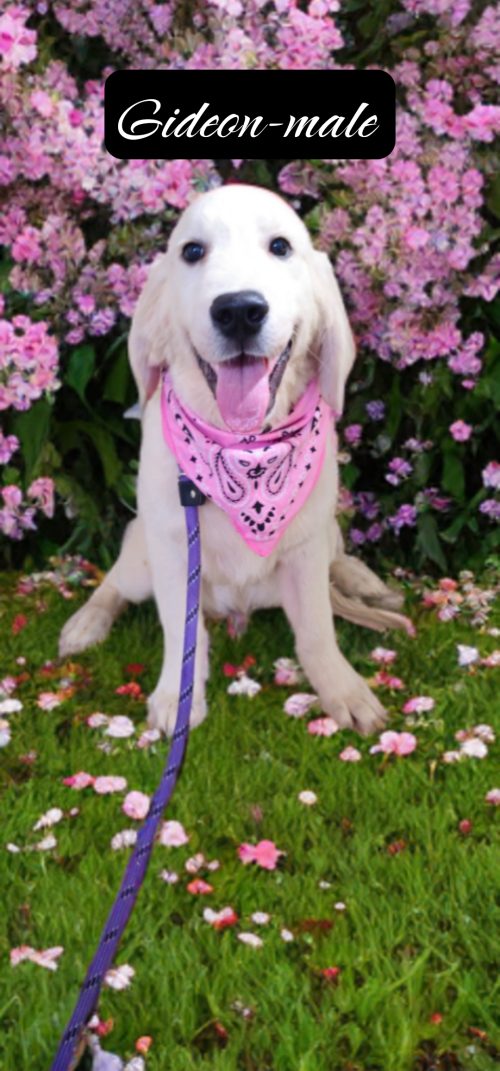 Gideon-male (Available)