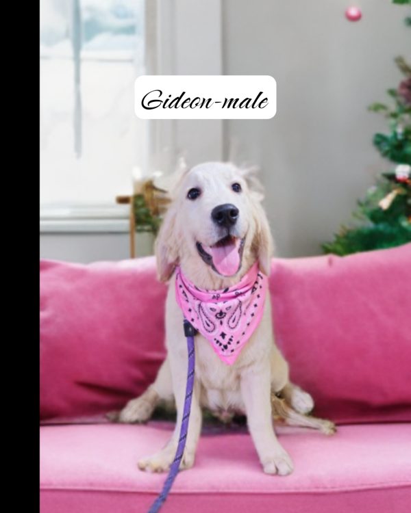 Gideon-male (Available) - Image 11