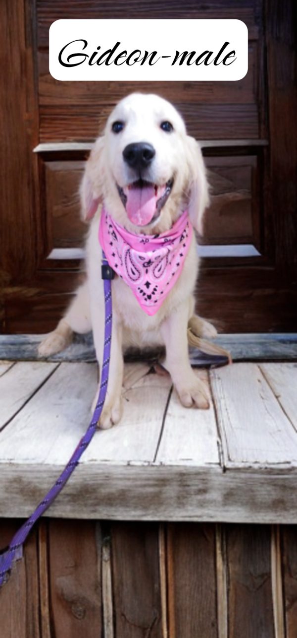 Gideon-male (Available) - Image 4
