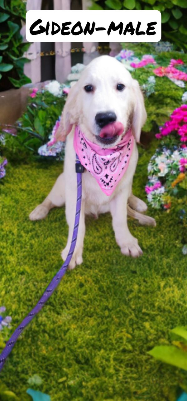 Gideon-male (Available) - Image 7