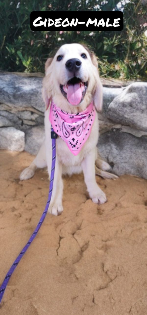 Gideon-male (Available) - Image 9