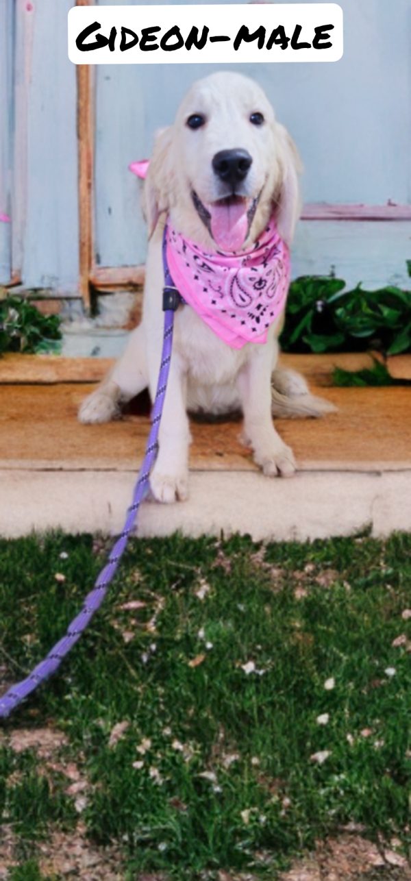 Gideon-male (Available) - Image 6