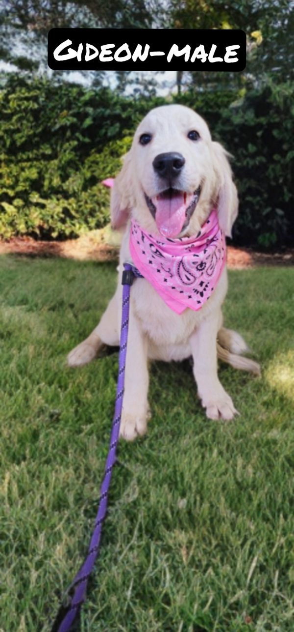 Gideon-male (Available) - Image 8