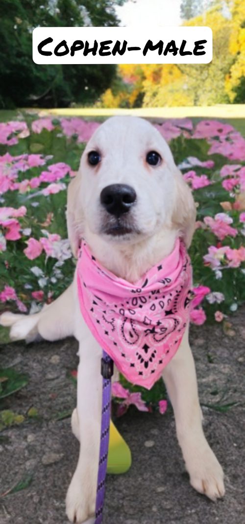 Cophen-male (Available)