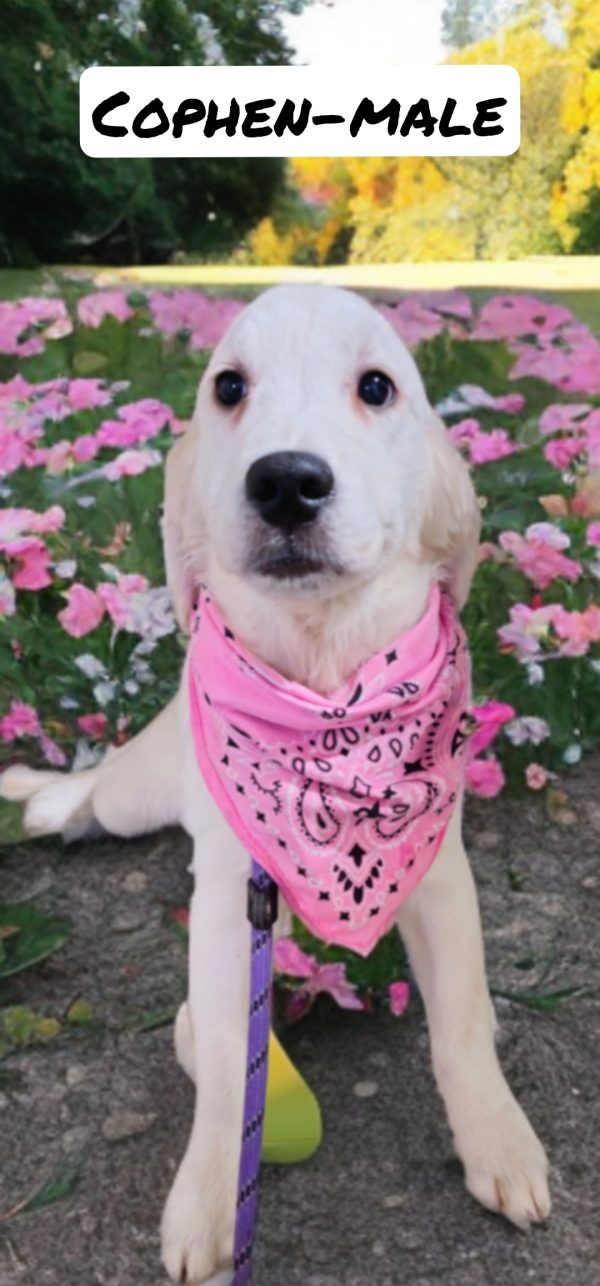 Cophen-male (Available)