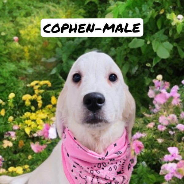 Cophen-male (Available) - Image 5