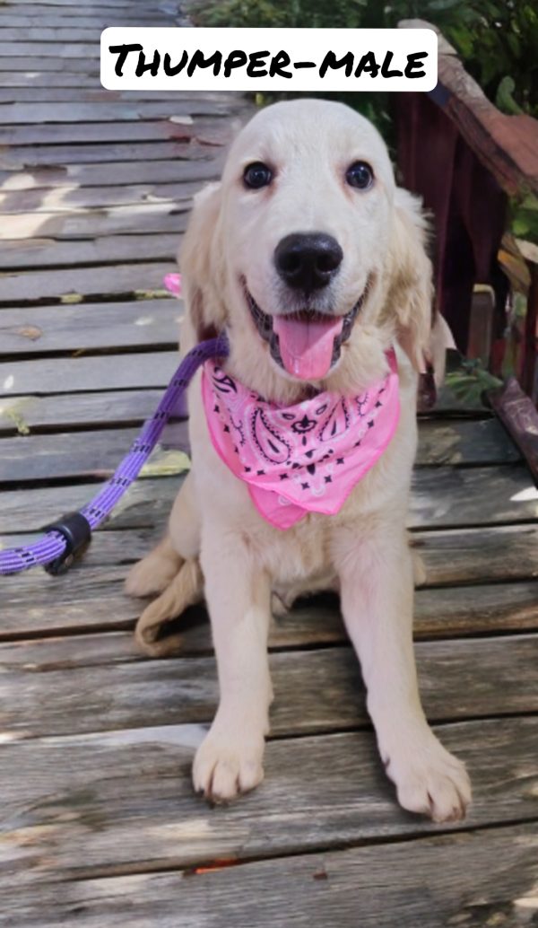 Thumper-male (Available) - Image 11