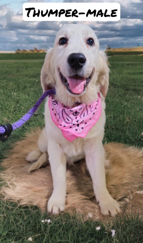 Thumper-male (Available)
