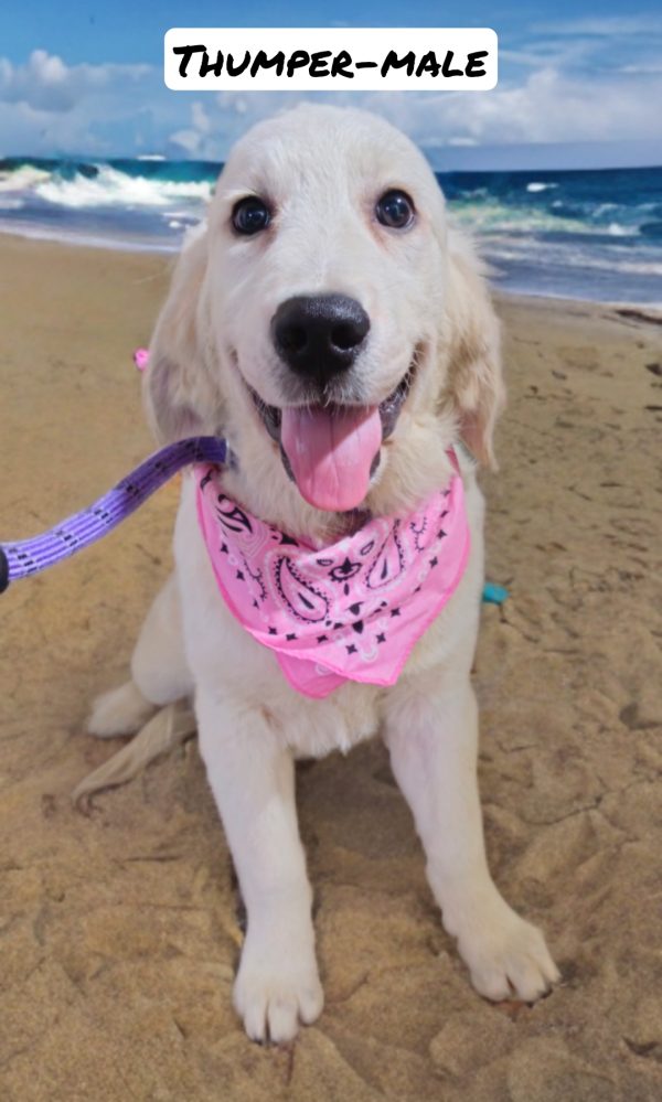 Thumper-male (Available) - Image 3