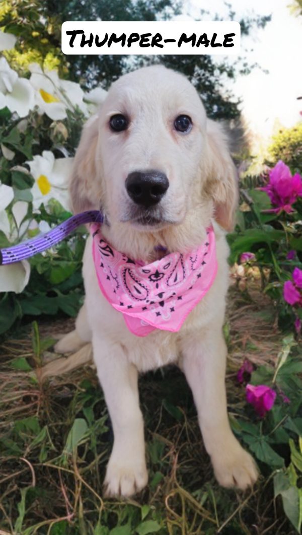 Thumper-male (Available) - Image 2