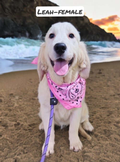 Leah-female (Available)