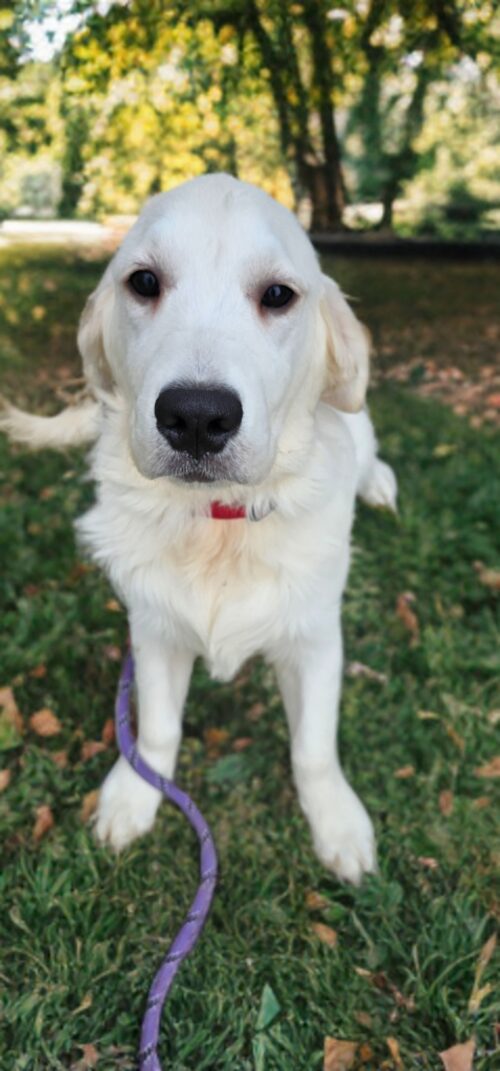 Cophen-male (Available)