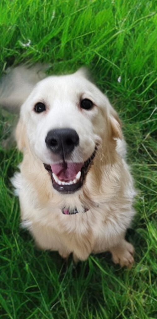 Leah-female (Available)