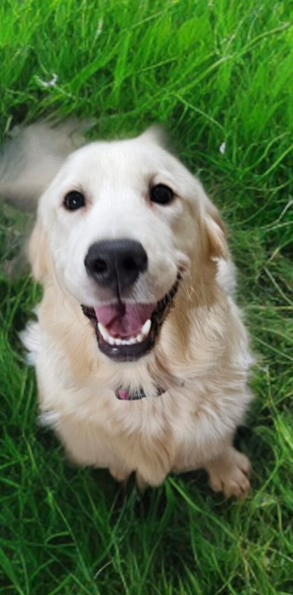 Leah-female (Available)