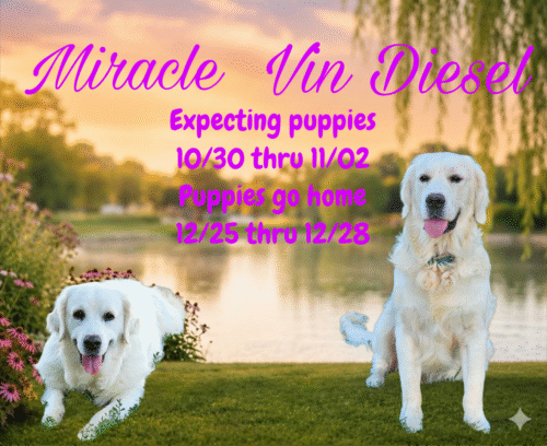 Snowy River's Raven's and Poncho's Miracle (Dam)