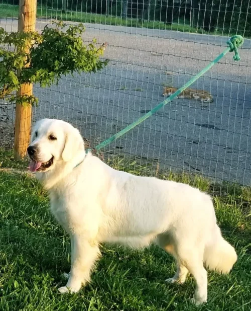 English Golden Retriever Breeders (Dam) Snowy River's Raven's Sky