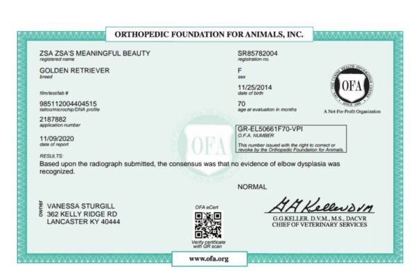 Golden Retriever Breeders (Dam) Zsa's Meaningful Beauty - Image 6