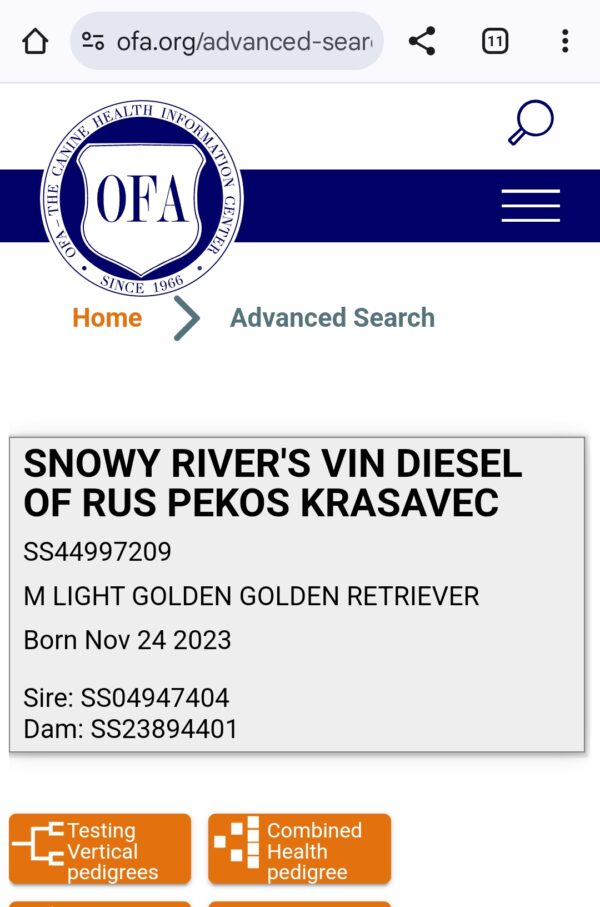 Snowy River's Vin Diesel Of Rus Pekos Krasavec (Sire) - Image 12