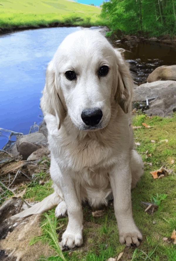 Thumper-male (Reserved) - Image 4