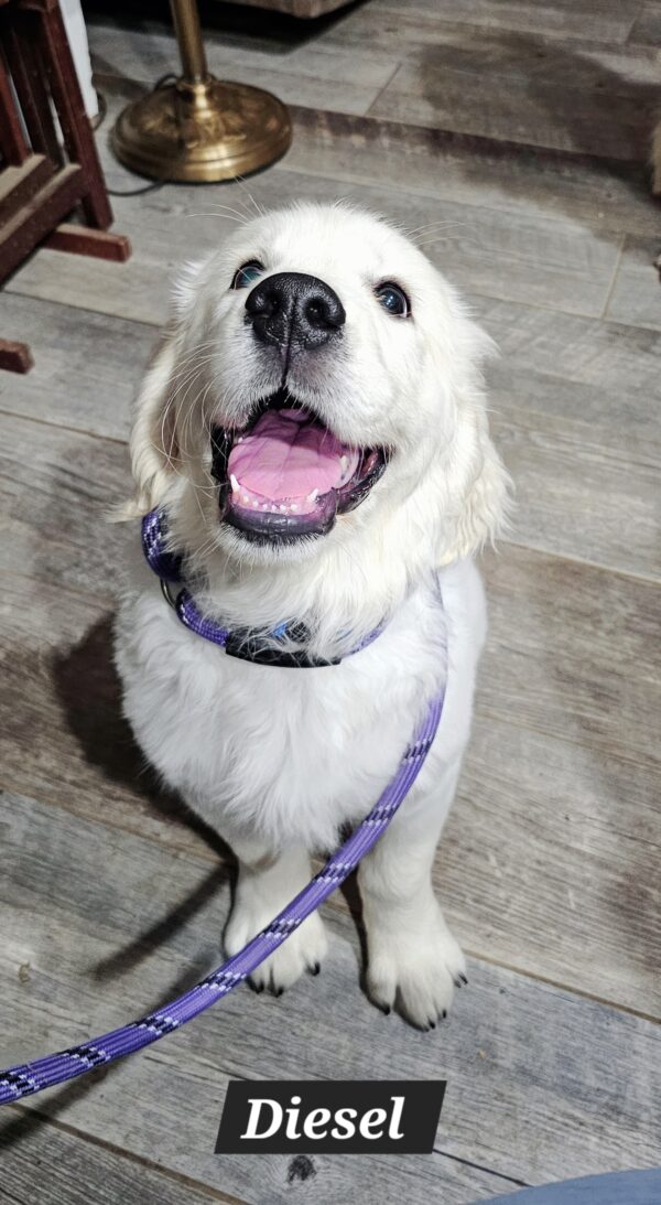Snowy River's Vin Diesel Of Rus Pekos Krasavec (Sire) - Image 24