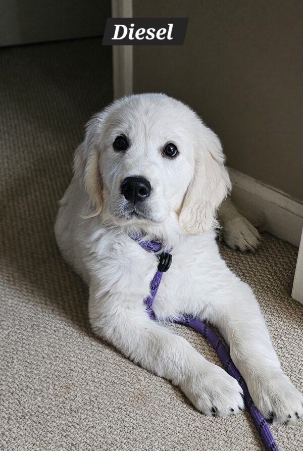 Snowy River's Vin Diesel Of Rus Pekos Krasavec (Sire) - Image 23