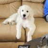 Snowy River's Vin Diesel Of Rus Pekos Krasavec (Sire) - Image 22