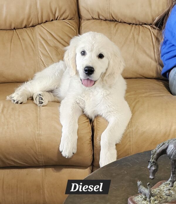 Snowy River's Vin Diesel Of Rus Pekos Krasavec (Sire) - Image 22